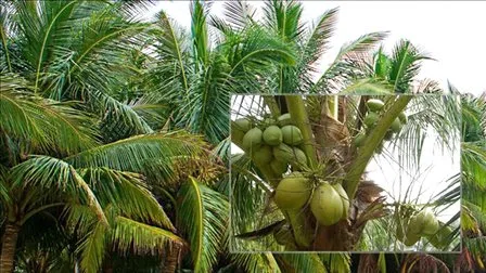 Estratto vegetale in polvere di proteine ​​del latte di cocco per alimenti per l'infanzia